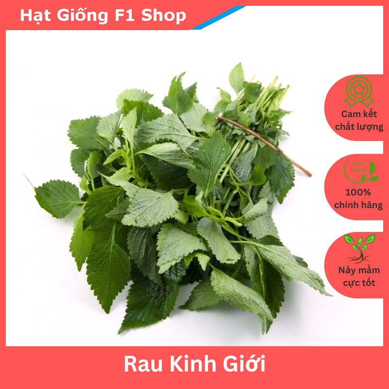 Hạt Giống Rau Kinh Giới Dễ Trồng