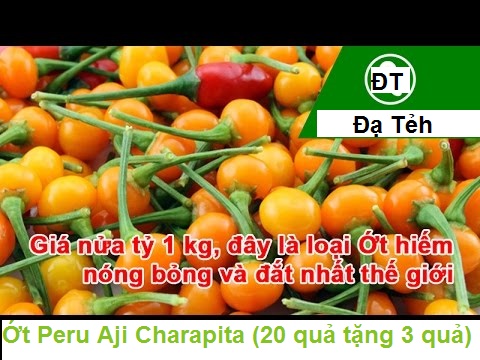50 gam Quả Ớt Peru Aji Charapita (tặng 10 hat)