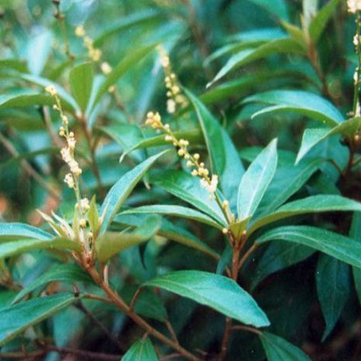 Khổ sâm 1kg