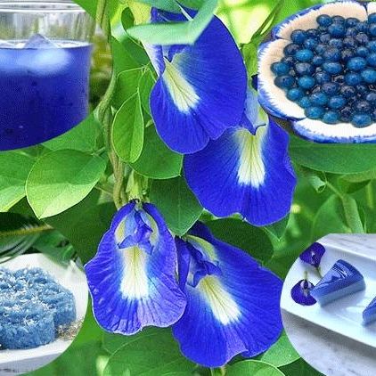 Hạt Giống Hoa Đậu Biếc Gói (2gr)