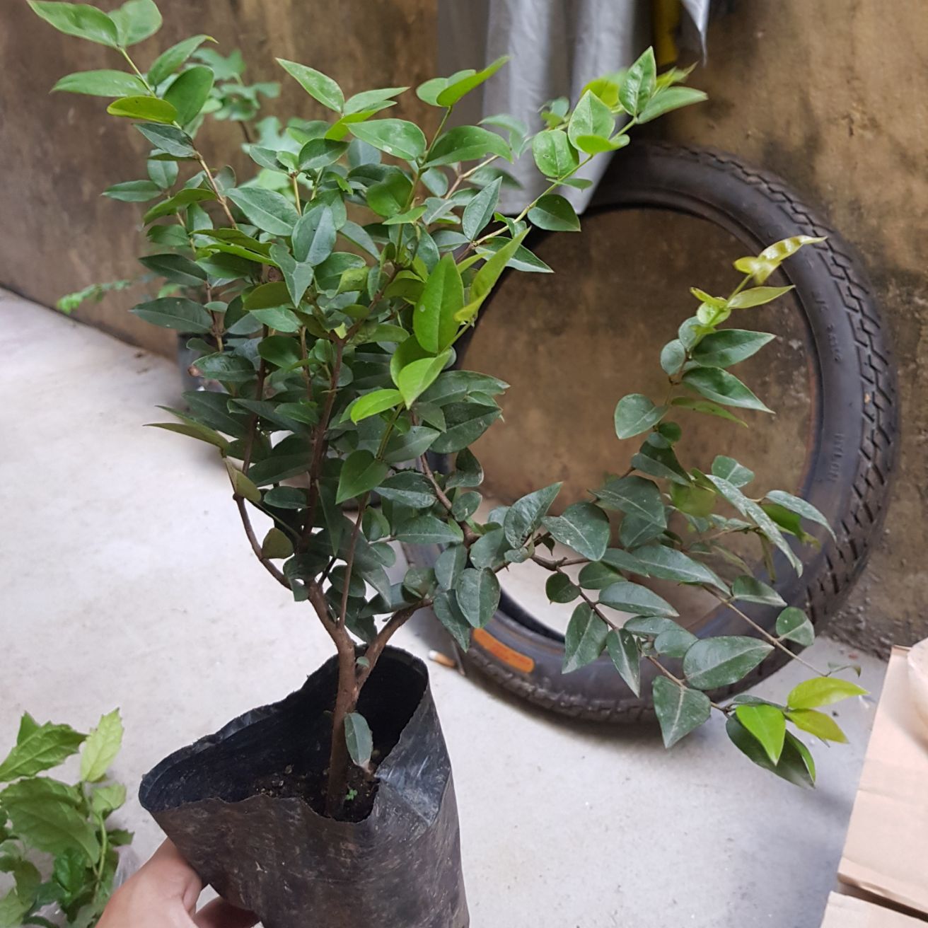 Cây giống nho thân gỗ tứ quý chuẩn giống F1