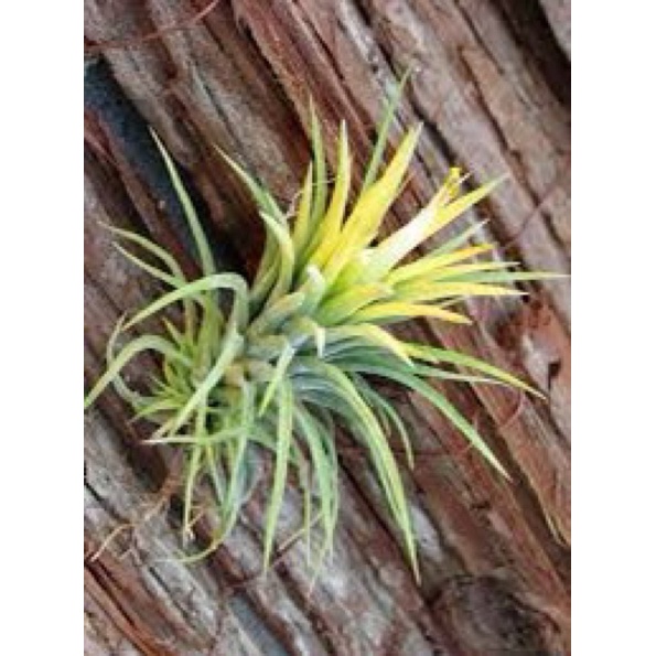 Cây Không Khí Tillandsia Ion Druid