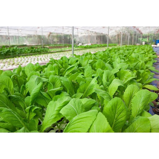 [HCM]Hạt giống rau cải bẹ xanh mỡ
