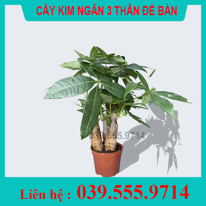 [GIÁ TỐT] Cây Kim ngân 3 thân chậu nhựa (Kim Ngân tài lộc, cây Kim Ngân mini, cây phong thủy)