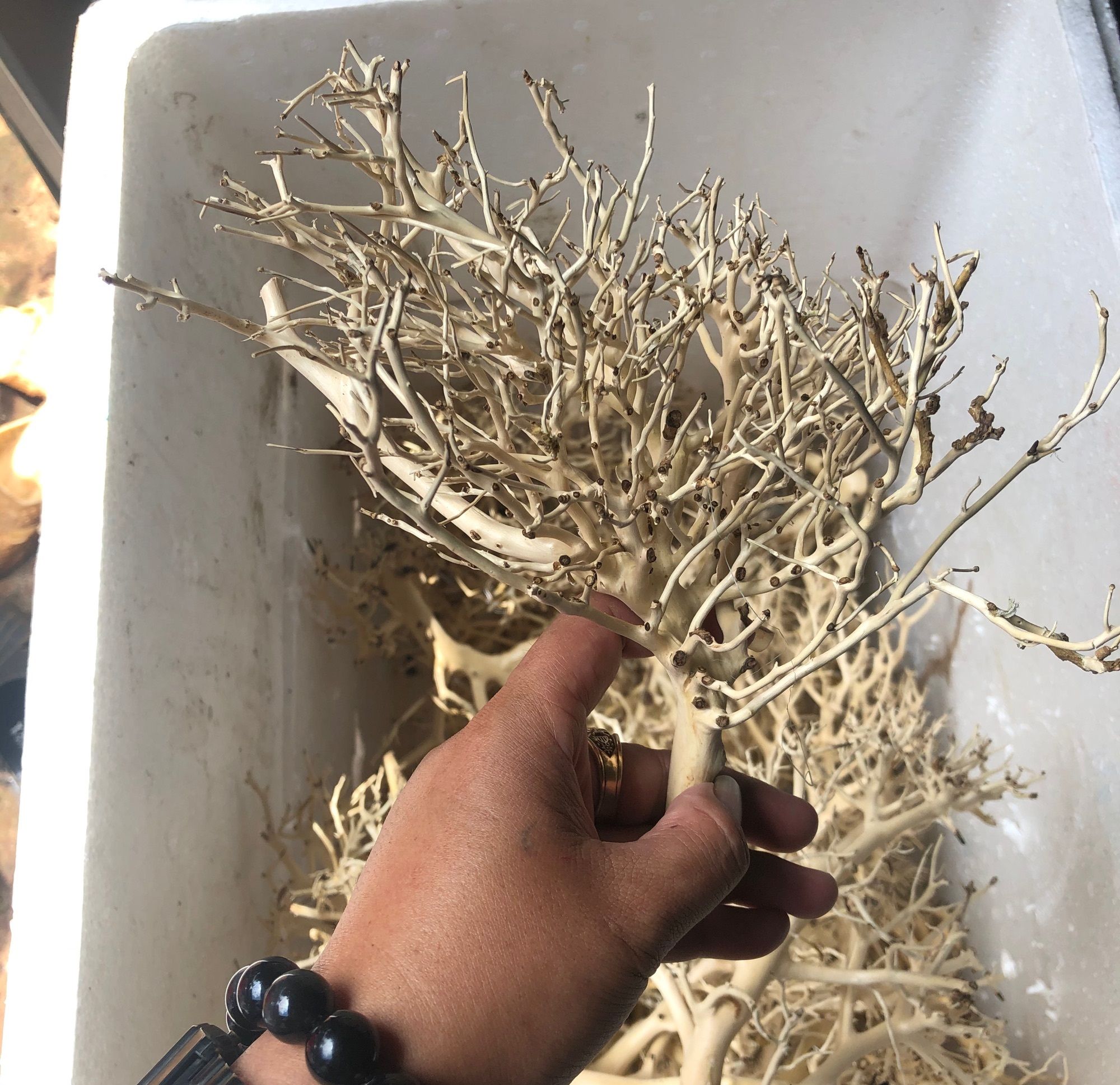 Lũa xương chùm / Lũa tán quýt (100g) 🔥 Chuyên ghép tán bonsai thuỷ sinh