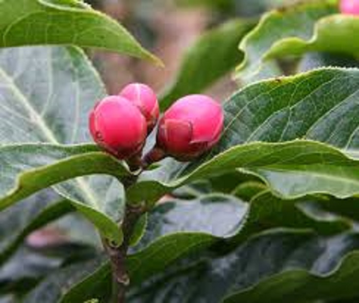 Cây hoa hải đường giống