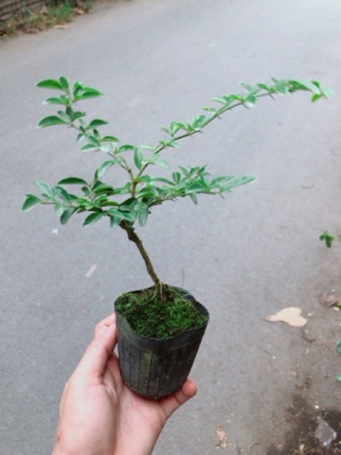 Cây Kim Quýt Mini