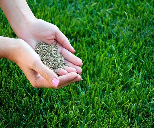 Hạt Cỏ Trồng Thảm Bermuda - Gói 10 Gram