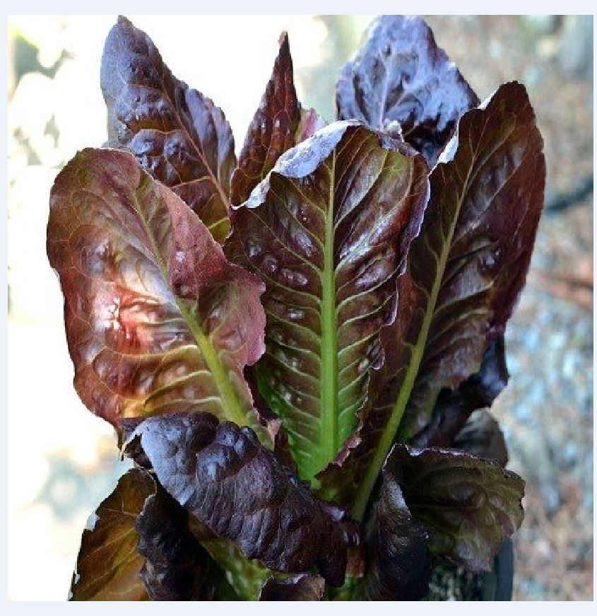 Hạt giống xà lách romaine đỏ - 0,2gr/gói