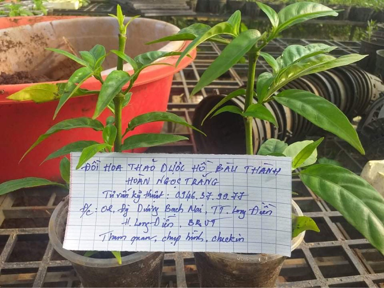 Cây hoàn ngọc trắng
