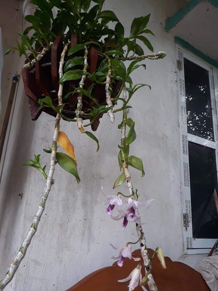 chậu gỗ hình bí size 30