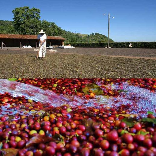 Cà Phê Hạt Carraro Globo Arabica 1000gram