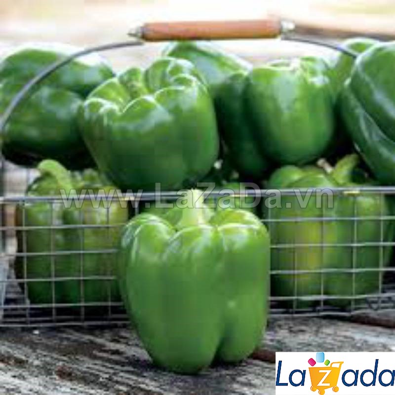 10h Hạt Giống Ớt Chuông Ngọt F1 Xanh 180Gram TG61 (TLA0| B51*M231)