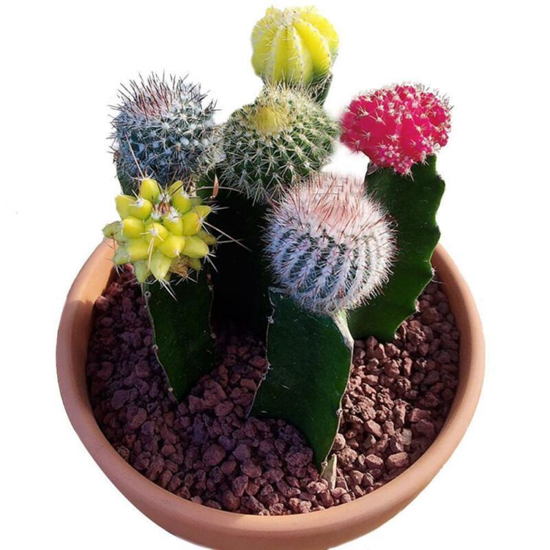[5 packs] - Mixed Color Cactus seeds