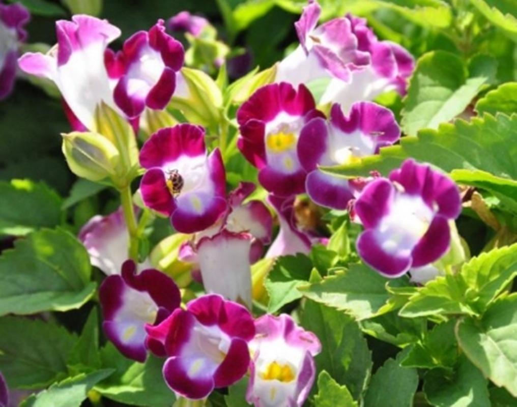 Hạt giống hoa Mắt nai