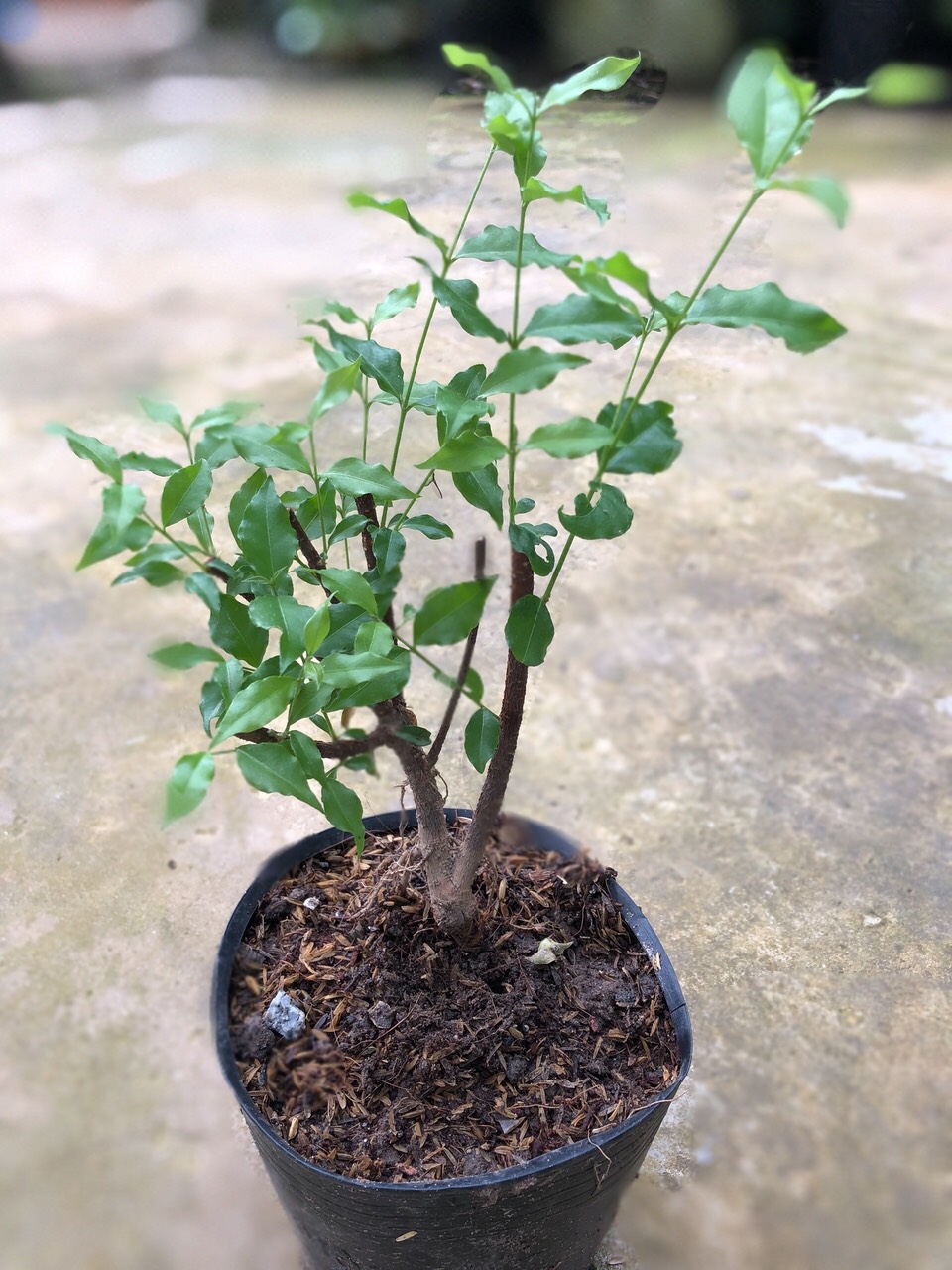 Cây Hồng Ngọc Mai ( cây giống)