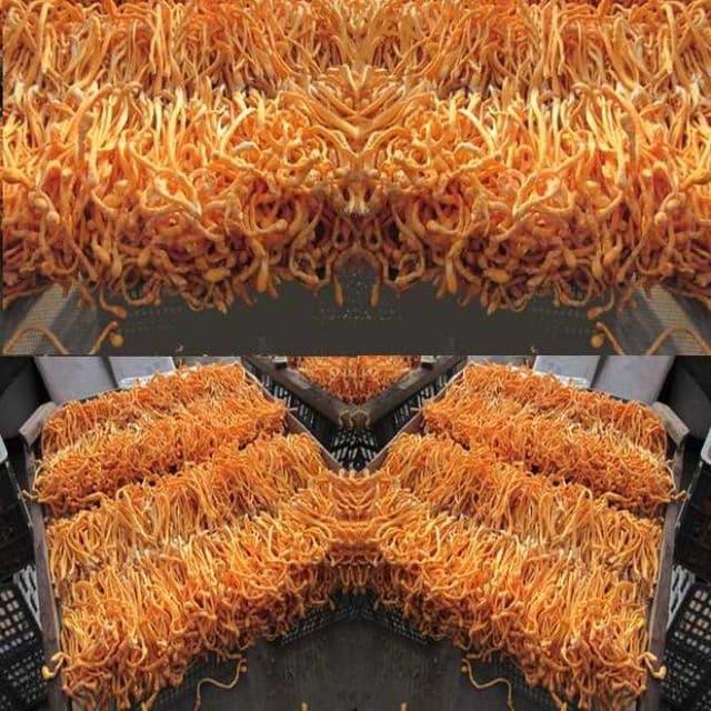ĐÔNG TRÙNG HẠ THẢO KHÔ 100G