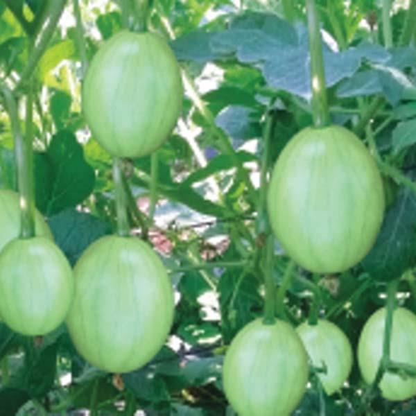 "Gói 3Gr=100Hạt" Hạt giống dưa hấu nụ - dưa hồng dưa canh - Dưa ăn Non