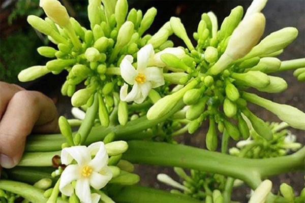 Hoa đu đủ đực khô 1kg