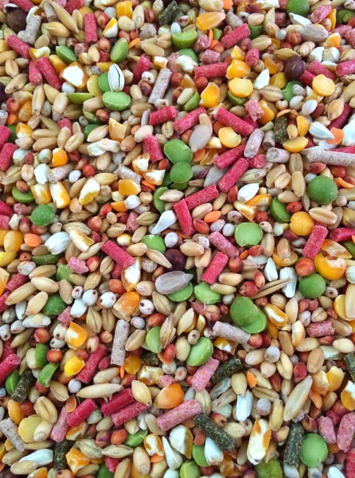 [HCM]Ngũ cốc Viêt cao cấp dành cho gà đá 1kg.