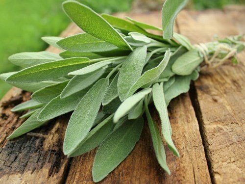 Gói 20  hạt giống Xô Thơm Sage