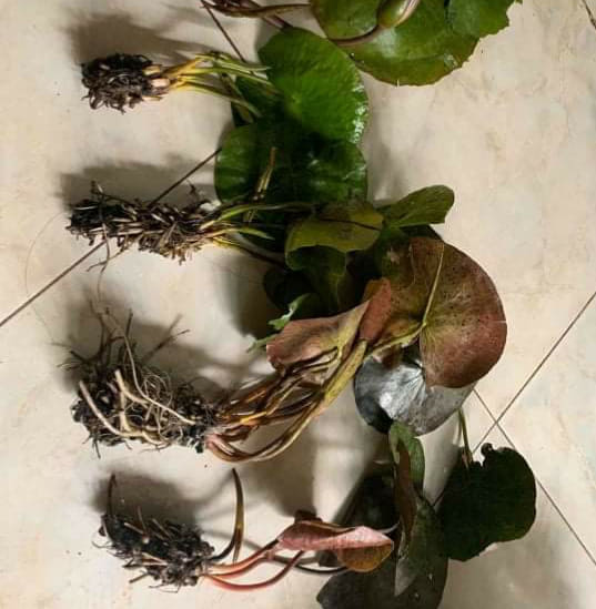 ( Chỉ gưi miền bắc- trung) [RẺ VÔ ĐỊCH]  Củ hoa súng Thái Lan màu vàng trắng