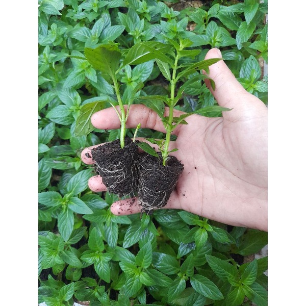 Combo 10 Cây giống húng cây (rau thơm, húng trắng)