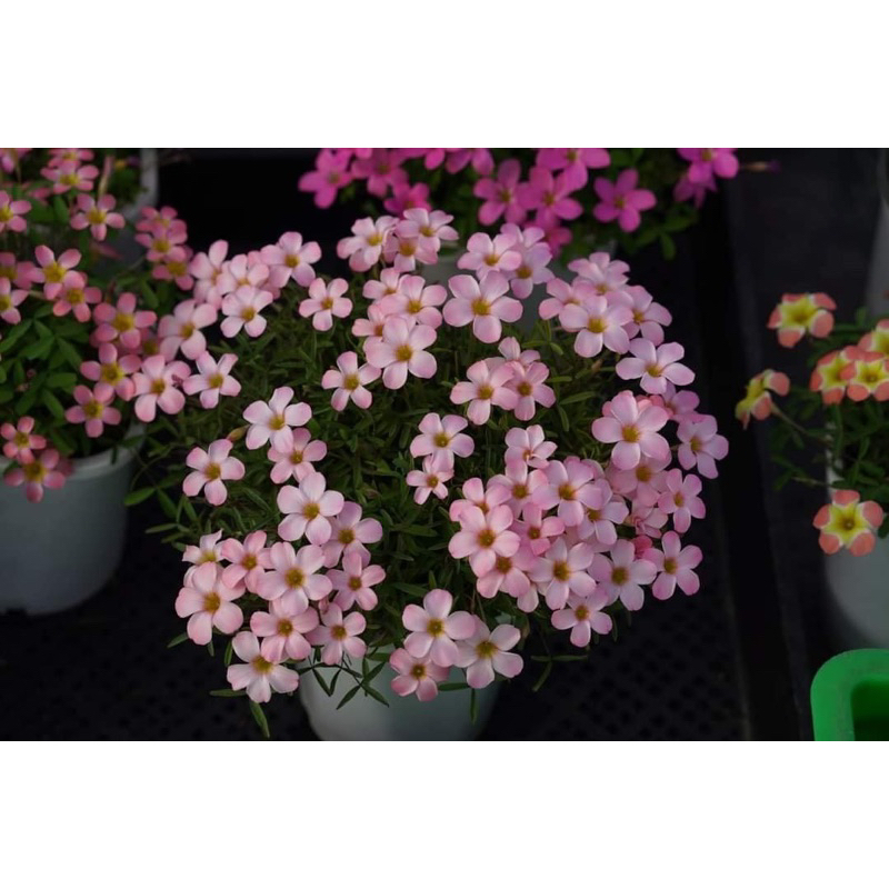 củ hoa oxalis dòng hoa sớm, thân mảnh mai