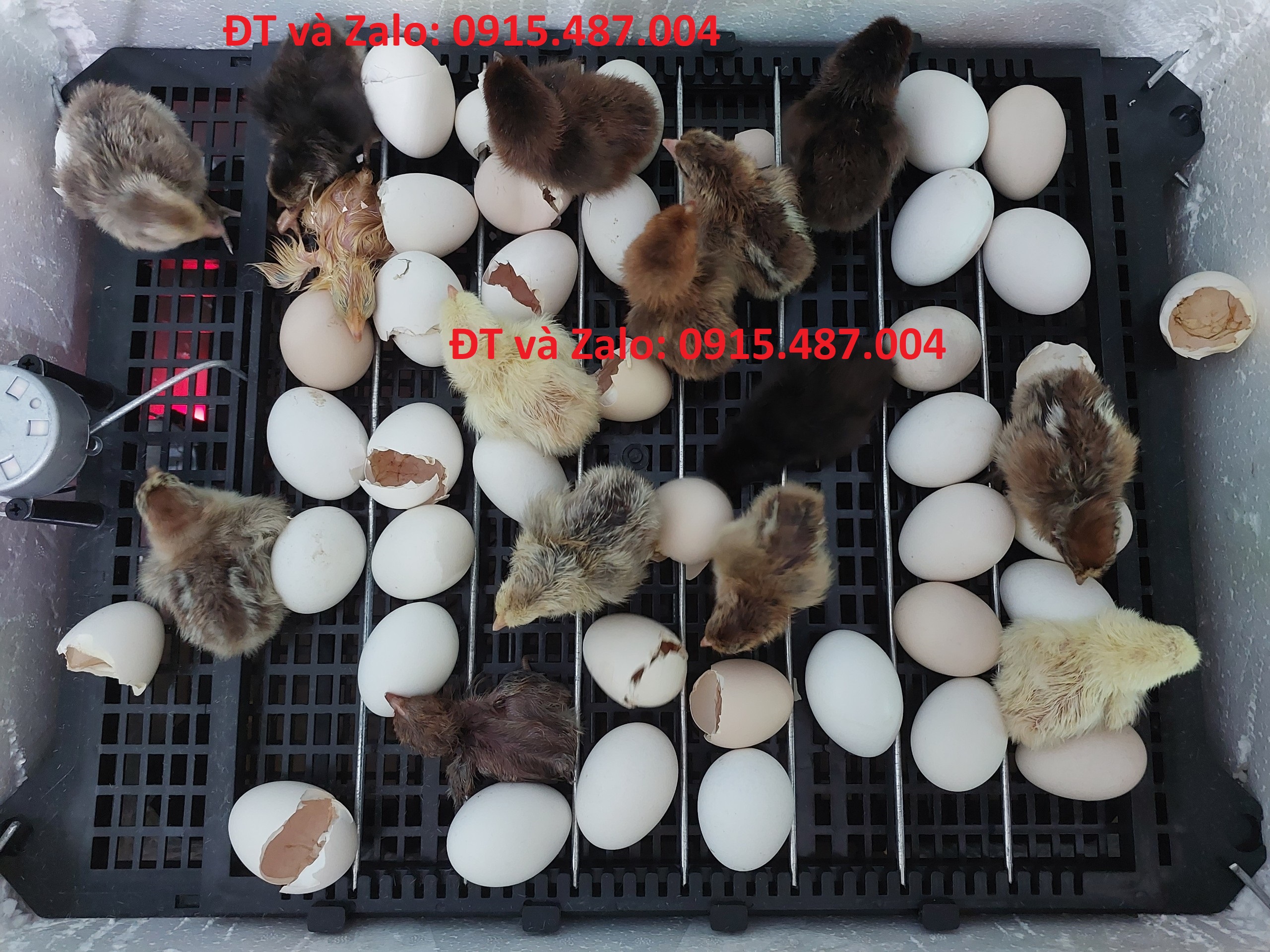 Bộ máy ấp trứng tự động