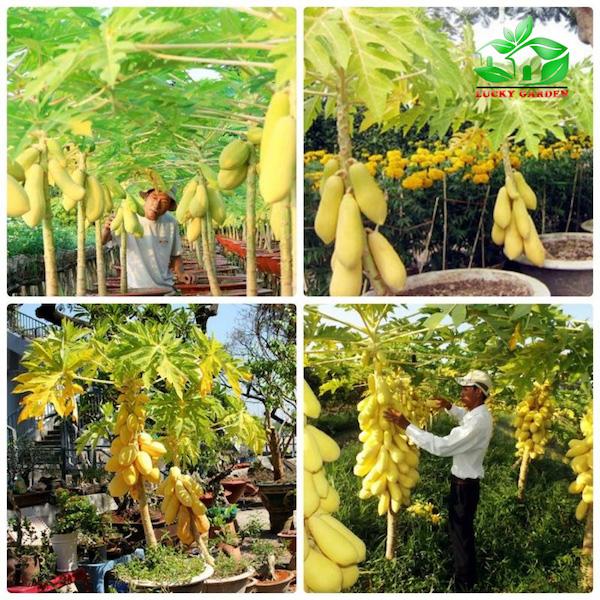 Hạt giống đu đủ vỏ vàng