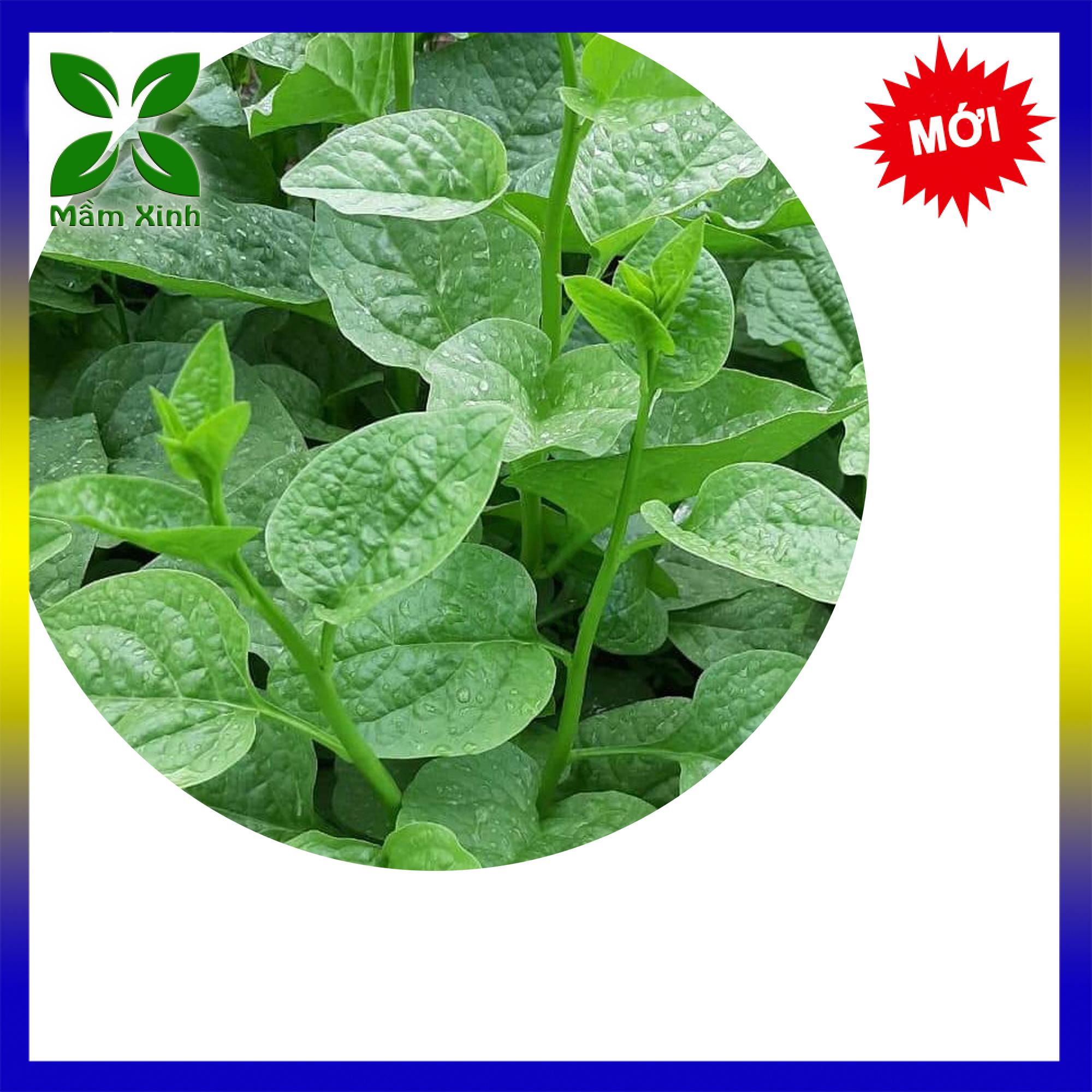 Hạt Giống Mồng Tơi Cao Sản Gói 50gr
