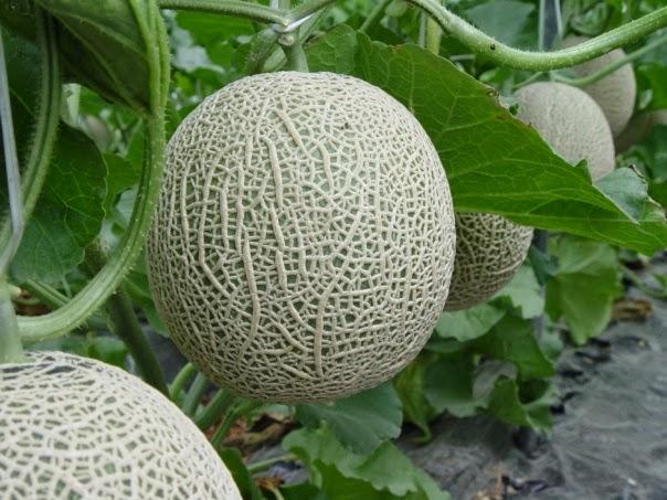 Hạt Giống Dưa Lưới Xanh 10 Hạt