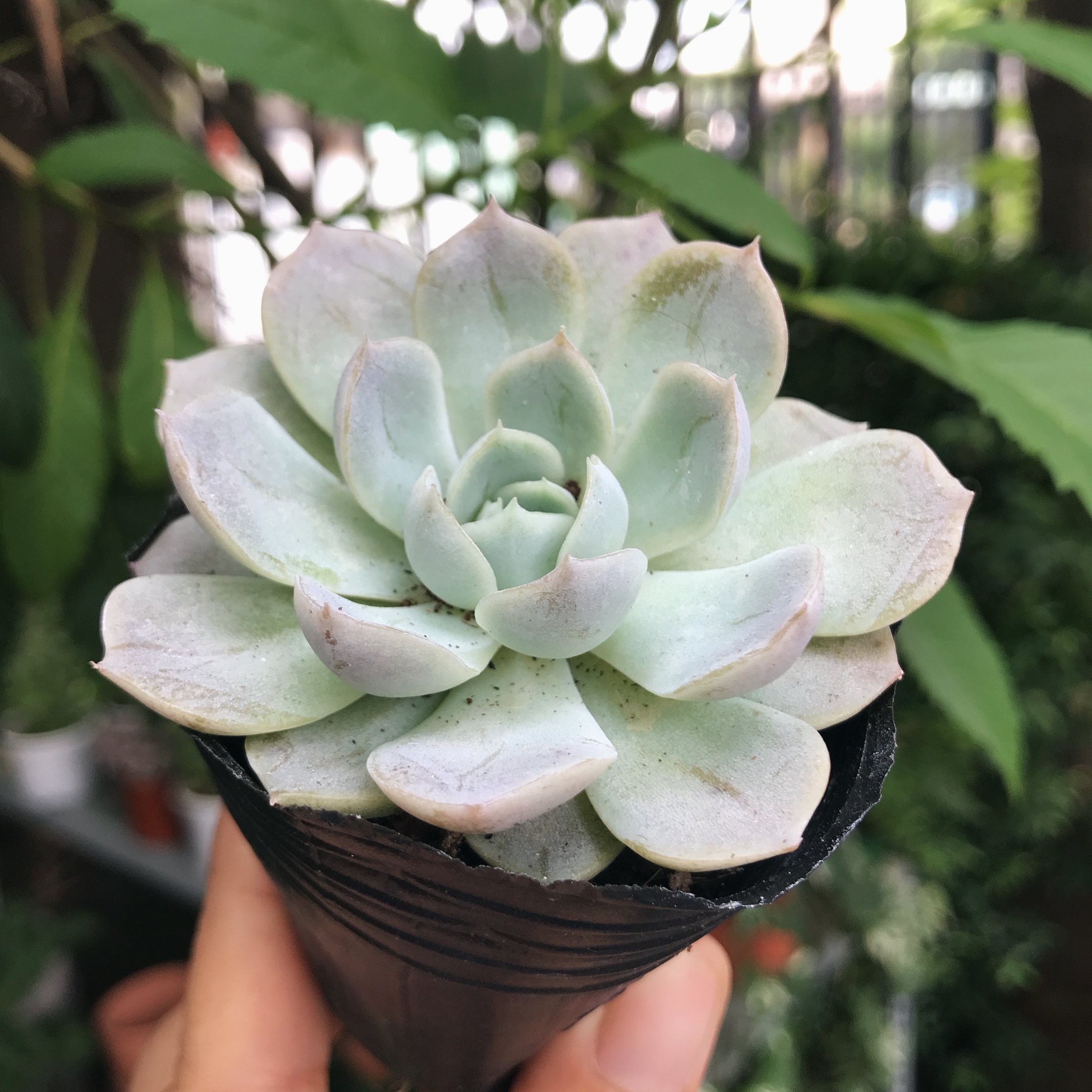 Sen đá Bé Tuyết nhỏ