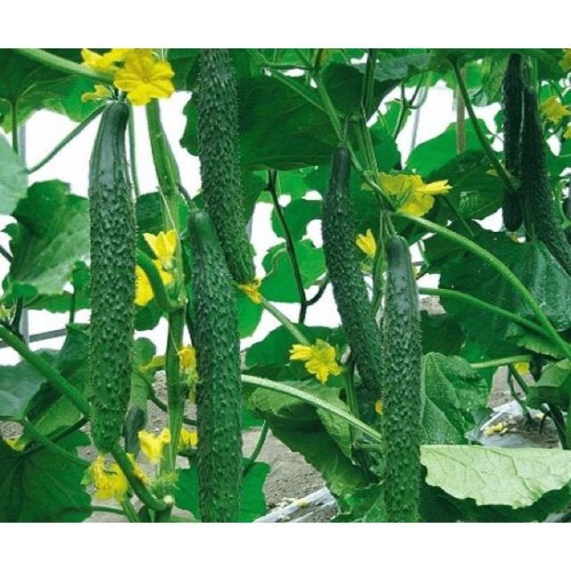 [FreeShip] Hạt Giống Dưa Chuột Nhật F1 - Hạt giống Dưa Leo Nhật