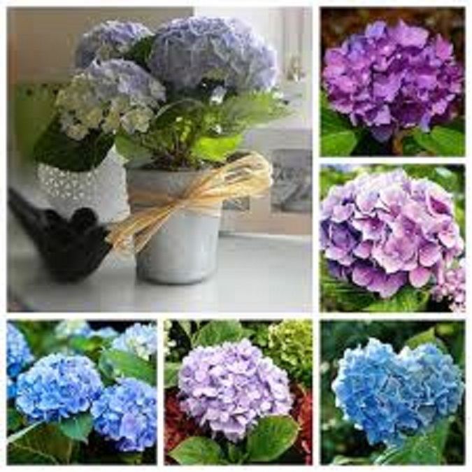 Combo 3 cÂY HOA CẨM TÚ CẦU hoa siêu to siêu đẹp