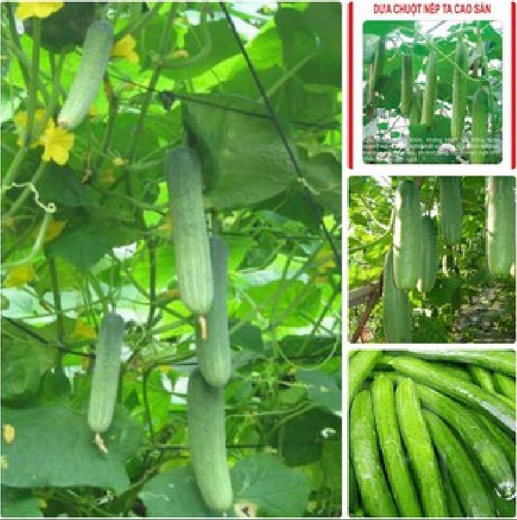 Túi 10 Hạt giống dưa chuột nếp thơm