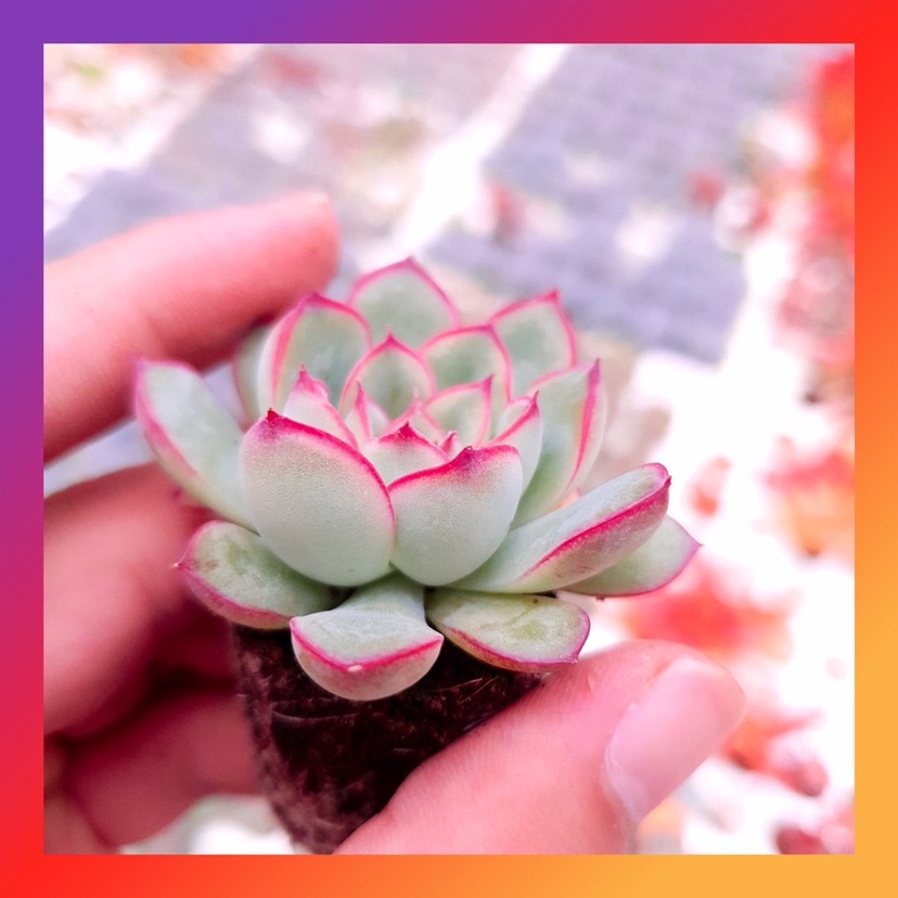 SEN ĐÁ VIỀN HỒNG SIZE MINI KHOẺ ĐẸP LỖI 1 ĐỔI 1