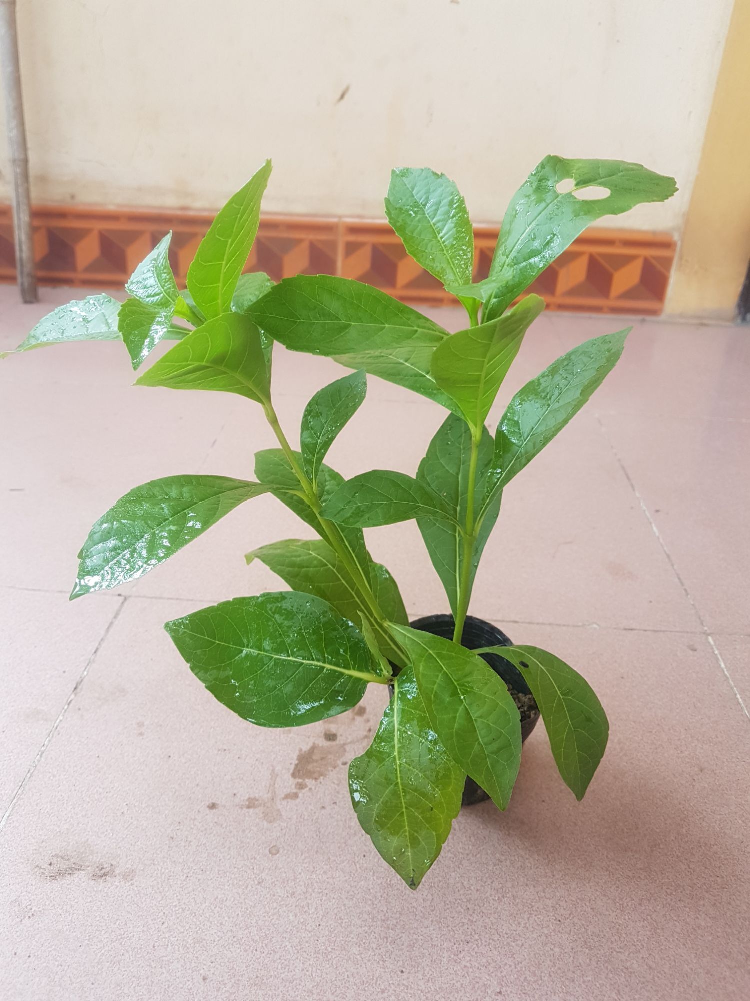 Hoa Thanh Điệp(Hoa Cánh Tiên)