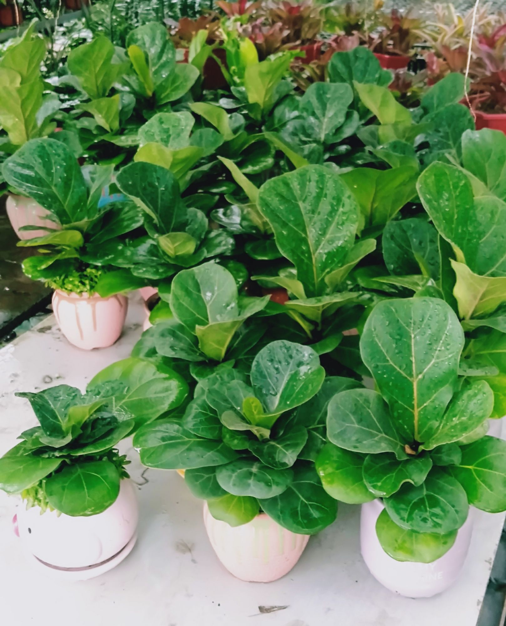 Cây Bàng Singapore mini để bàn