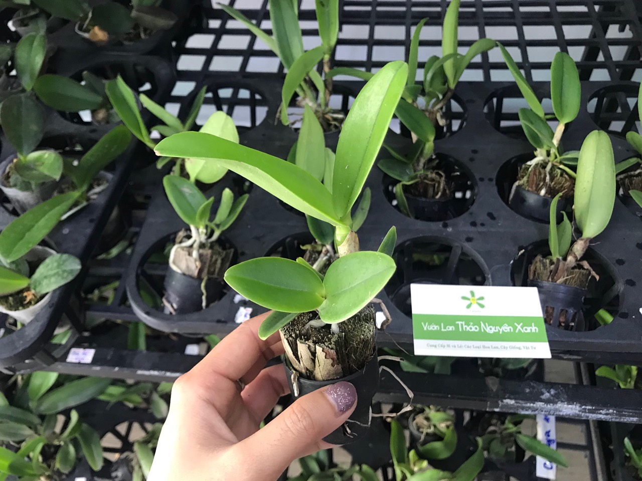TNX33 - Lan Cattleya Hoa Đại White Diamond - Cây Con