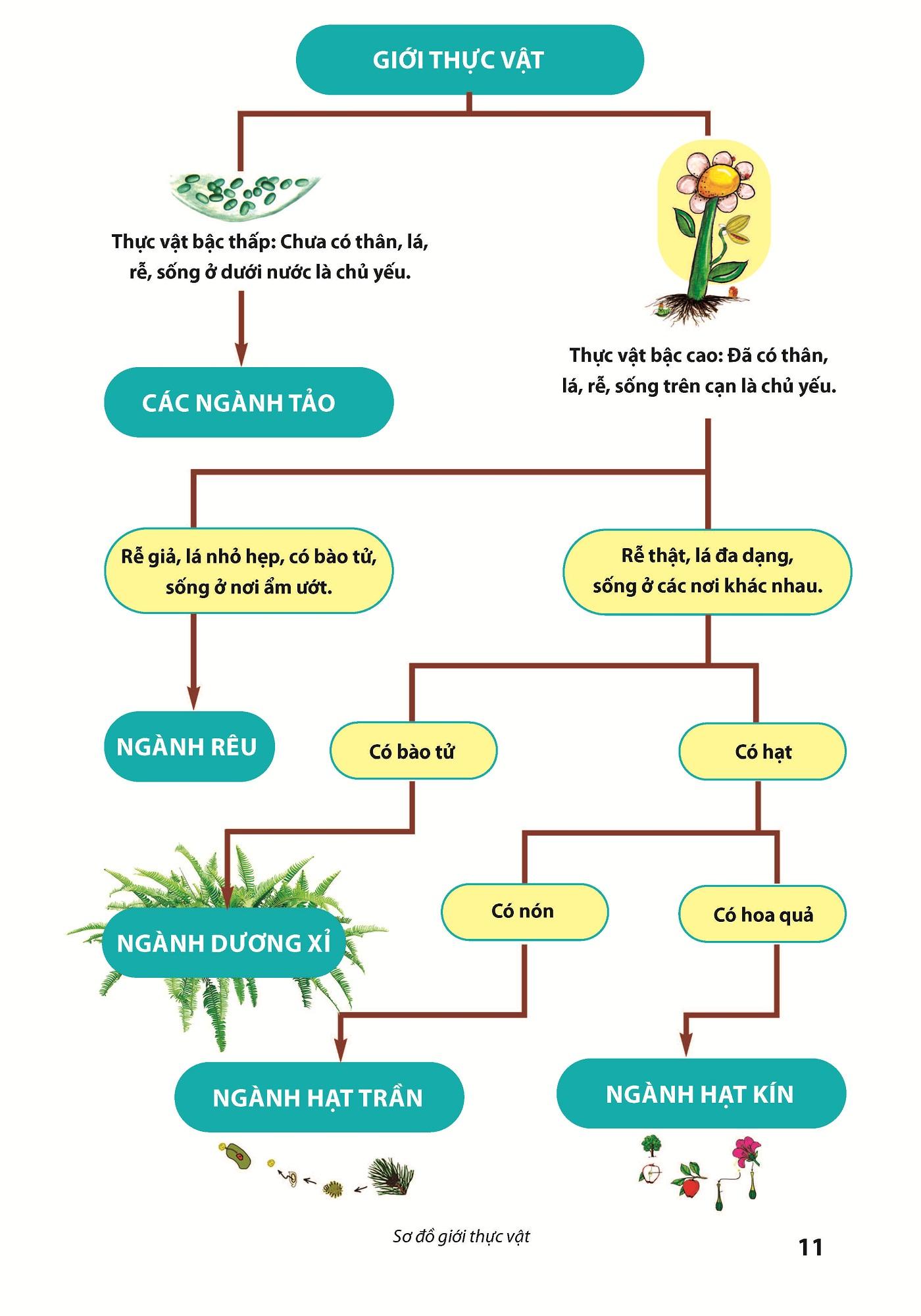 Cùng em tìm hiểu về thế giới thực vật