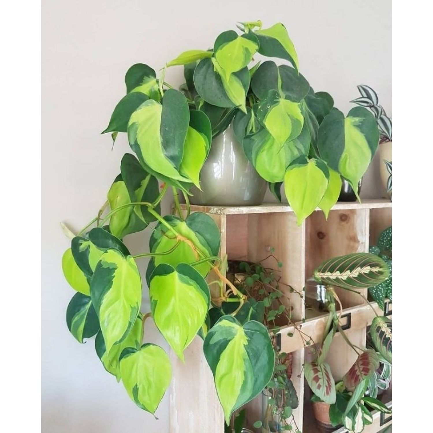 Cây trầu bà vàng - Philodendron hederaceum