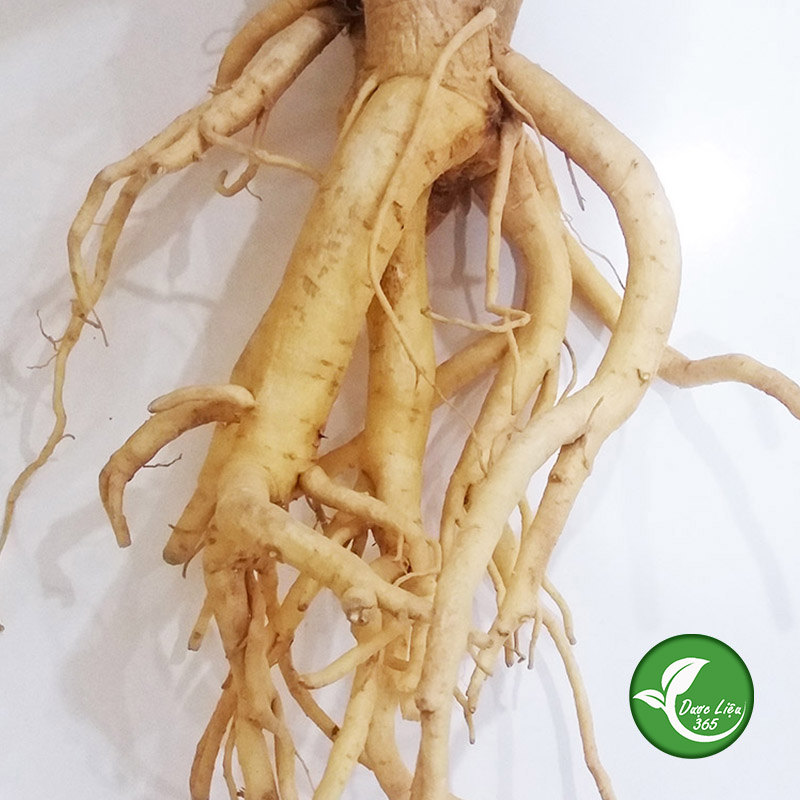 Rễ Đinh Lăng (1Kg khô) - DL049