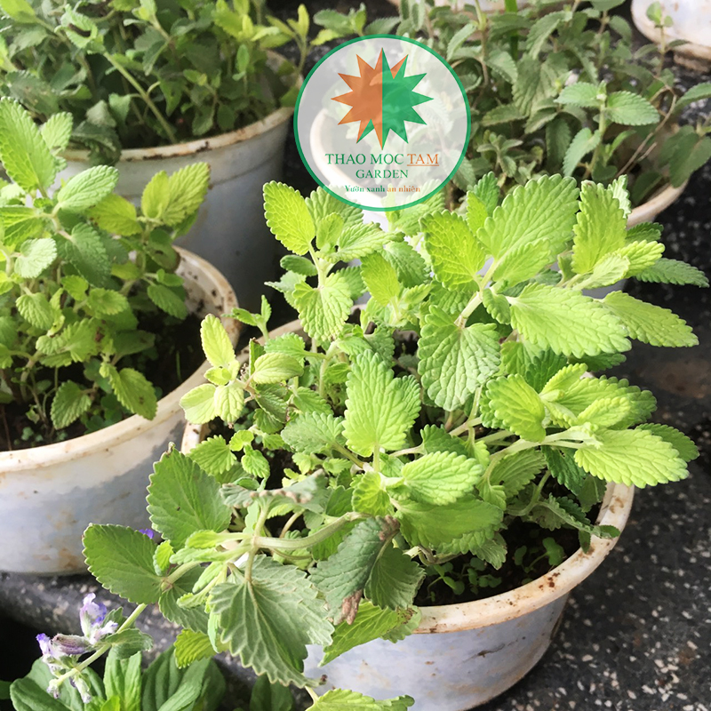Cây Cỏ Bạc Hà Mèo (Cỏ mèo Catnip)