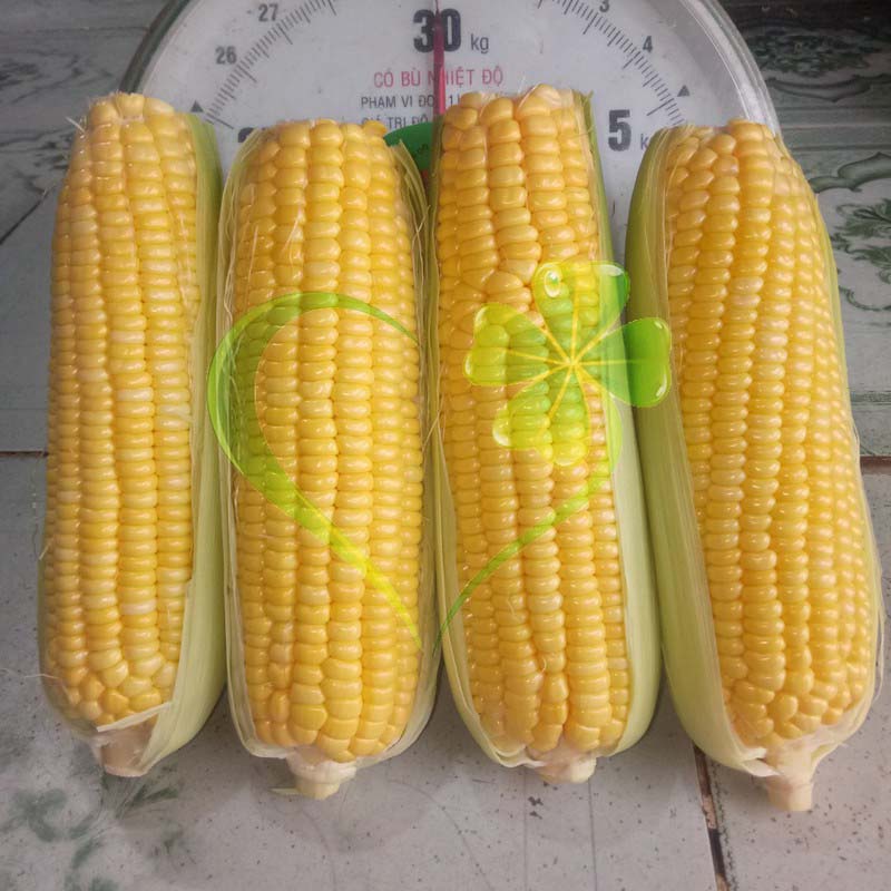 Hạt giống Bắp ngọt (bắp mỹ F1 vàng) - gói 20 gram