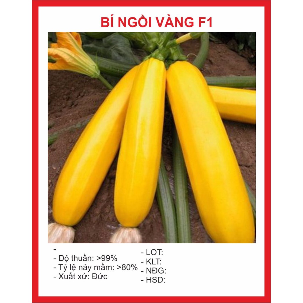 Hạt giống bí ngồi vàng 10 hạt