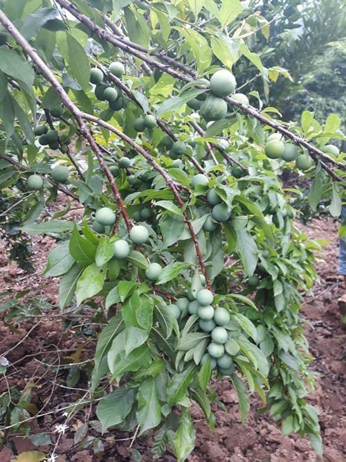 Cây Giống mận đen chín sớm bắc hà