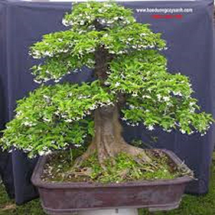 Chậu cây mai chiếu thủy vượng phong thủy