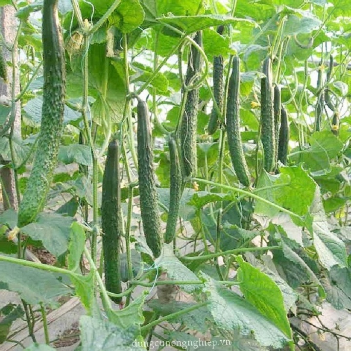 Hạt giống Dưa Chuột Nhật F1