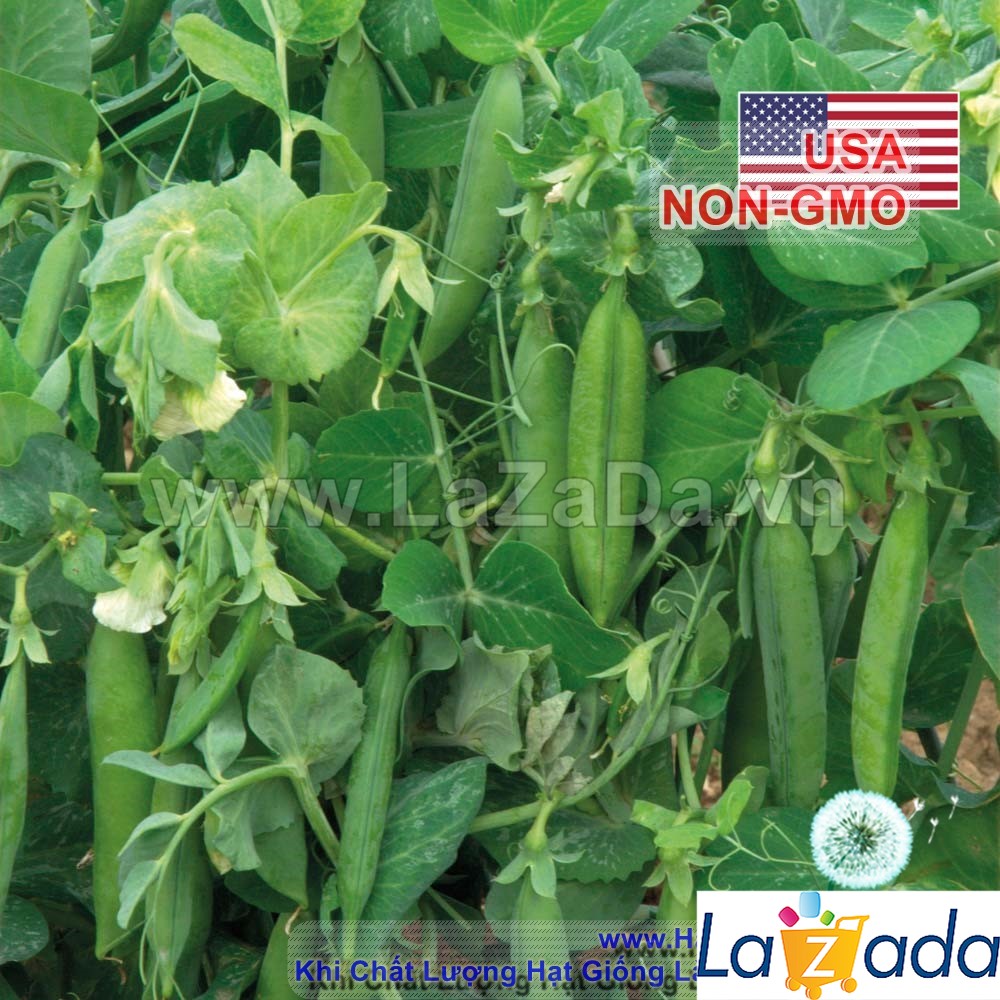 10Gr Hạt Giống Đậu Hà Lan Xanh THU HẠT (A3.402| Y1*W53*M030)